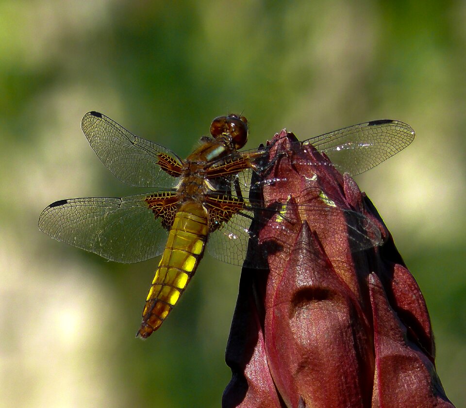 Insect macro wings photo