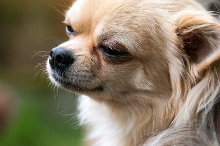 Small small dog pet