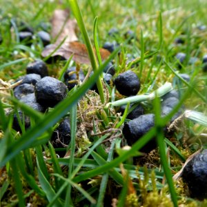 Kneddel als hessischer Dialekt