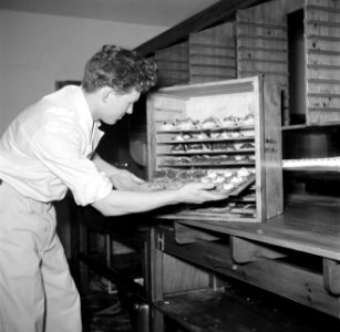 Koks in een productie keuken bereiden grote hoeveelheden smørrebrød, Bestanddeelnr 252-9046