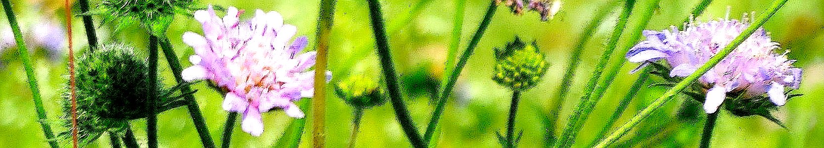 Knautia arvensis. Reader