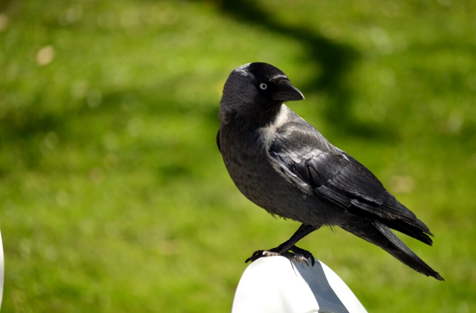 Corvus monedula closeup spring