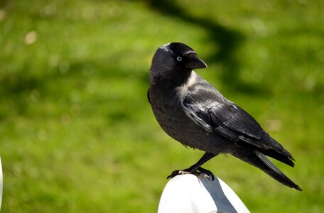 Corvus monedula closeup spring