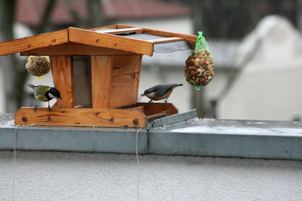 Kohlmeise Kleiber 014