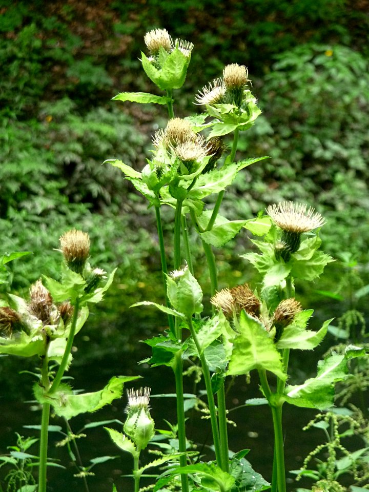 Kohl-Kratzdistel Kohlbruck