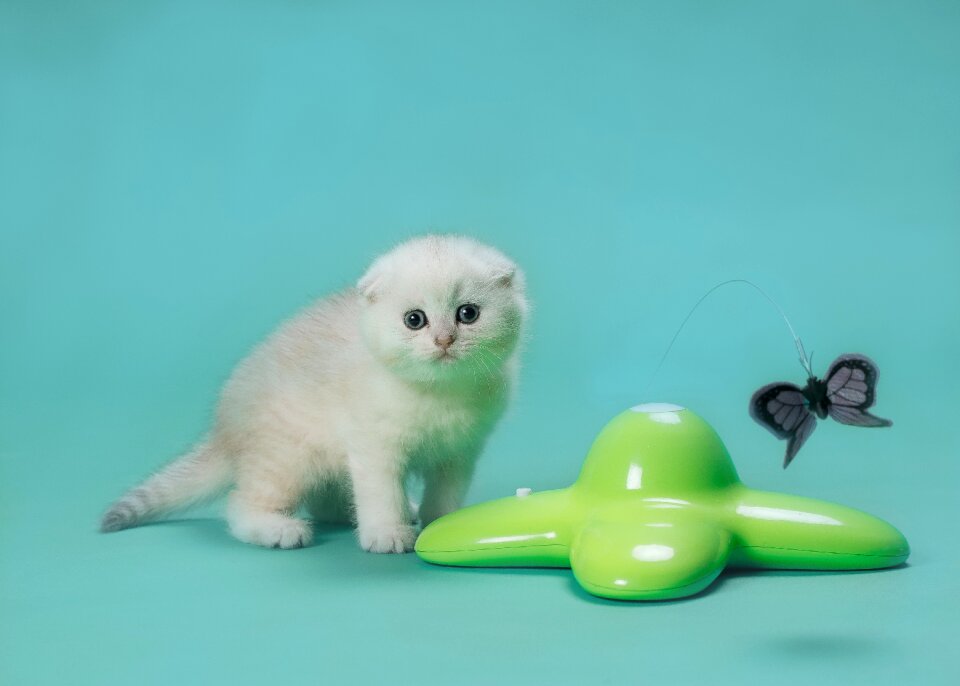 Fluffy kitty kitten