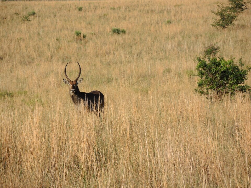 Mammals wildlife deer