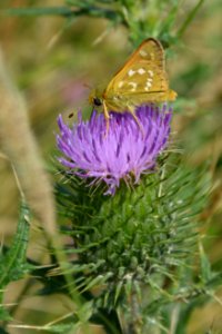 Komma-Dickkopffalter Hesperia comma auf Distel (2)