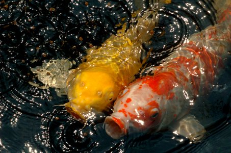 Koi-Lake-Gardens-20070216-030