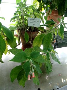 Kohleria peruviana - Botanical Garden in Kaisaniemi, Helsinki - DSC03619