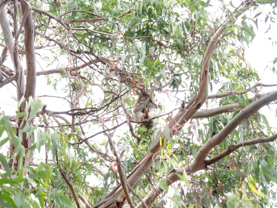 Koala Conservation Centre (7 January 2020) 09