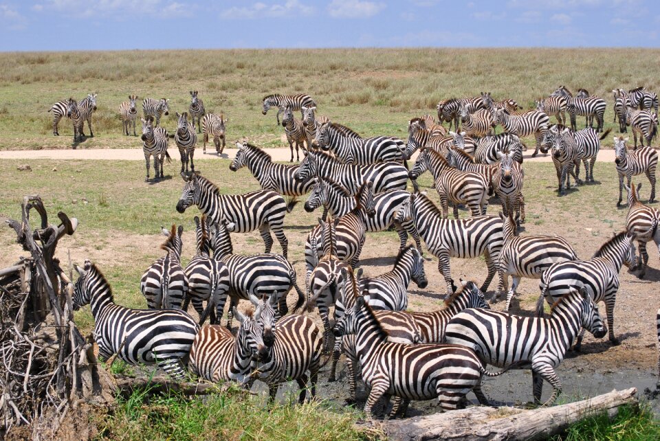 Safari serengeti zebra