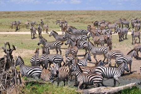 Safari serengeti zebra