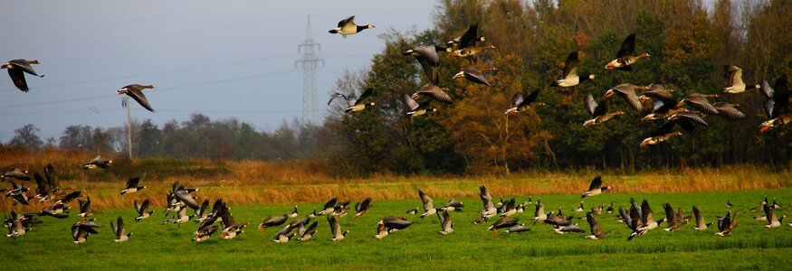 Wild geese nature flying