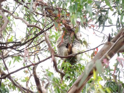 Koala Conservation Centre (7 January 2020) 10