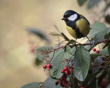 Animal blue tit winter