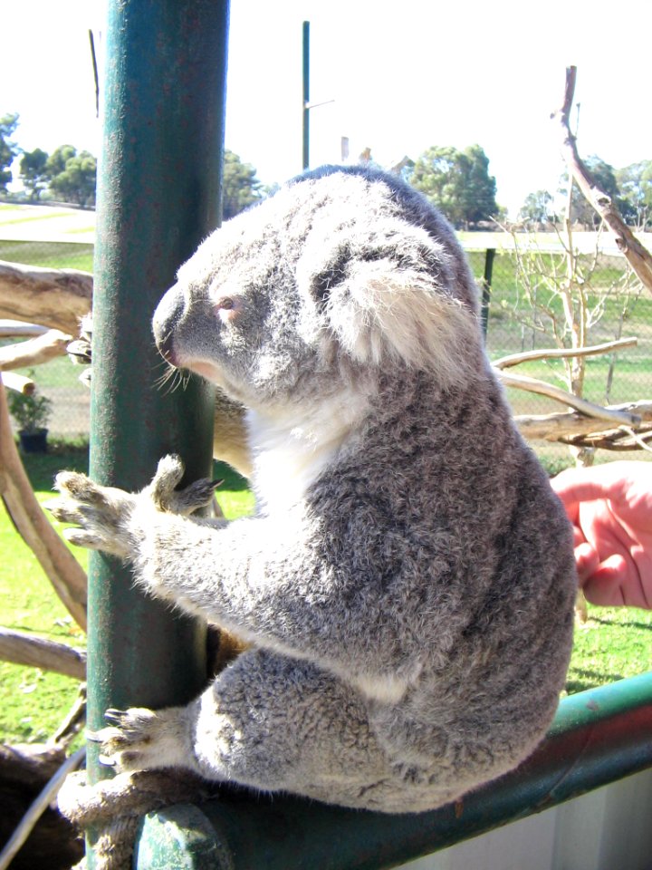 Koala at Caversham Wildlife Park