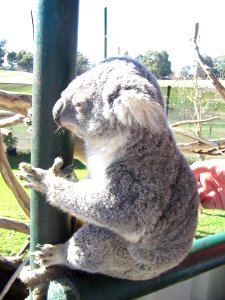 Koala at Caversham Wildlife Park