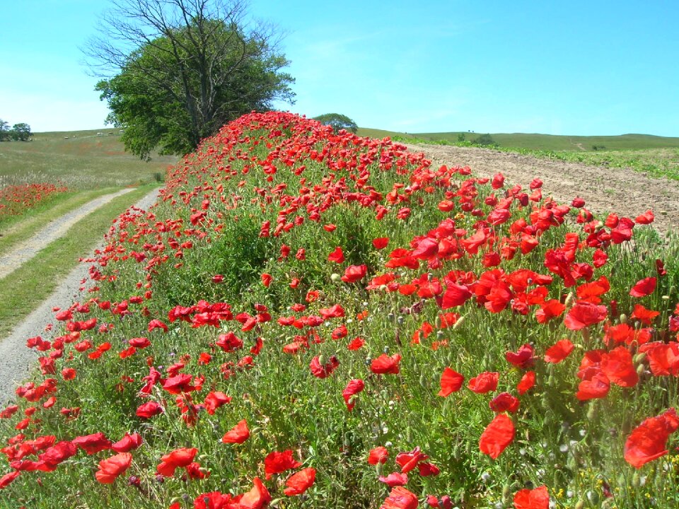 Papaver dirt road summer