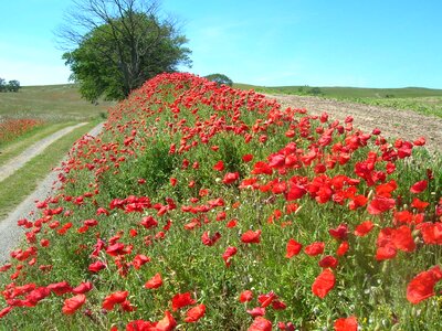 Papaver dirt road summer