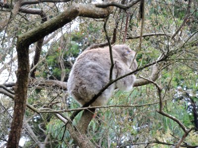 Koala Conservation Centre (7 January 2020) 18