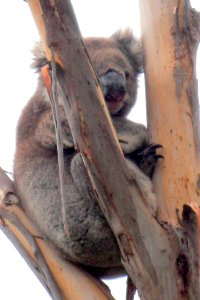 Koala bear in a tree