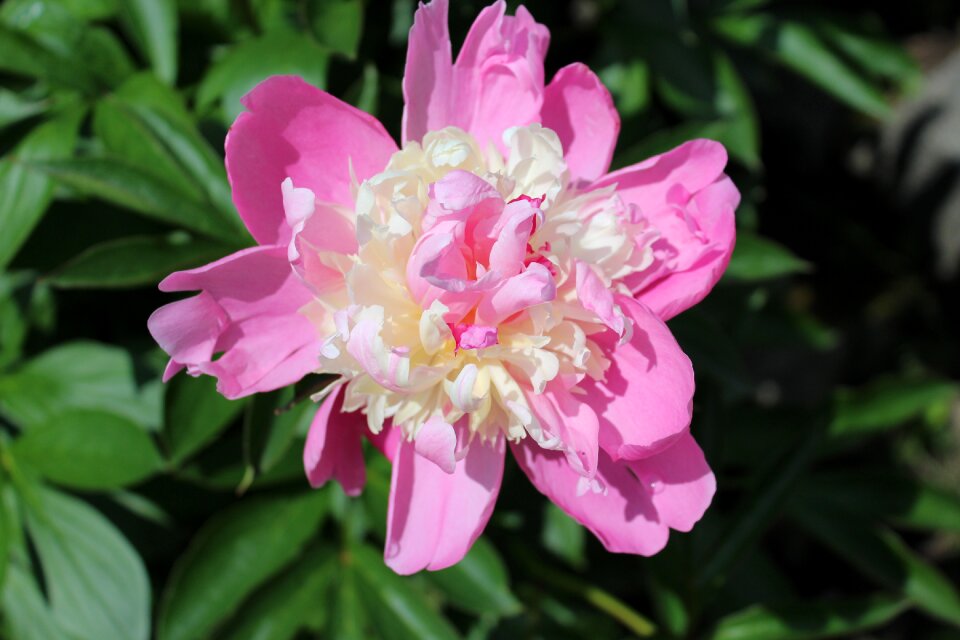Blossom fresh petal photo