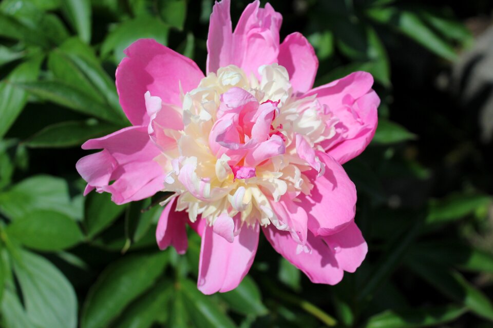Blossom fresh petal