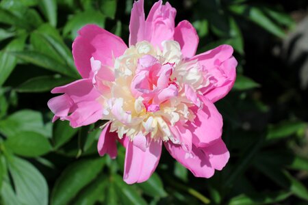 Blossom fresh petal photo