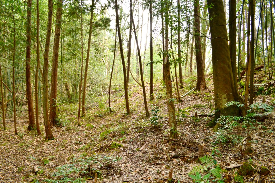 Kokoge Kofun Group-1, funkyu