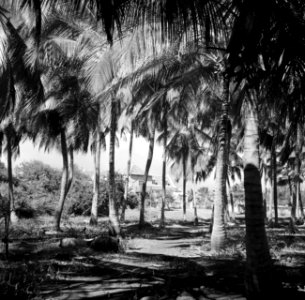 Kokospalmen op de plantage San Juan van Harry Maal op Curaçao, Bestanddeelnr 252-7537