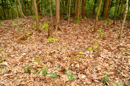 Kokoge Kofun Group-1, funcho