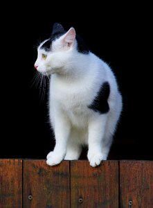 Kitten animal dear