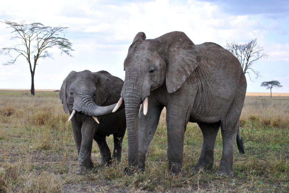 Safari serengeti elephant