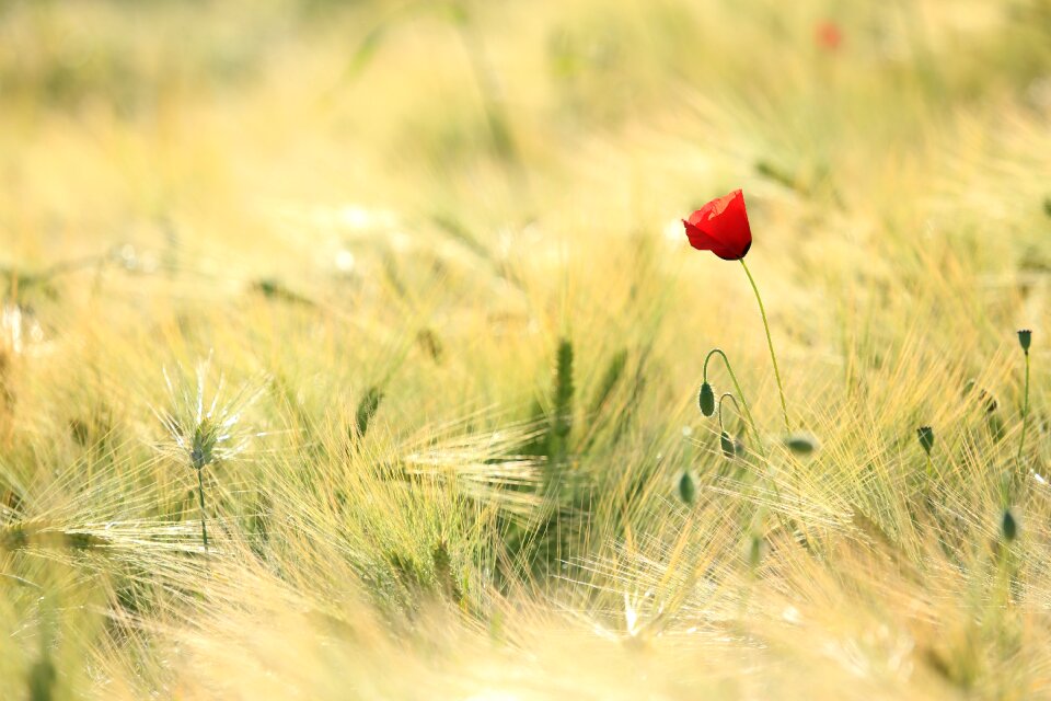Nature field cereals