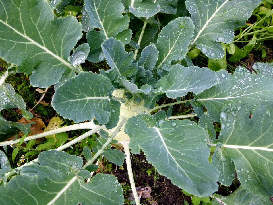 Kohlrabi mit Regendiamenten
