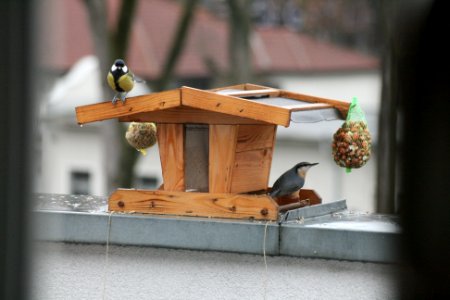 Kohlmeise Kleiber 010