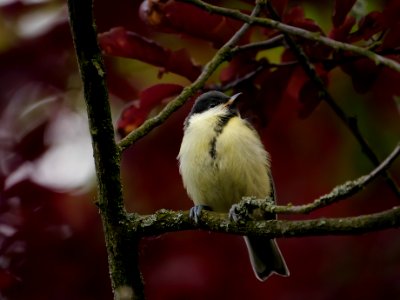 Kohlmeisenweibchen.P1021165