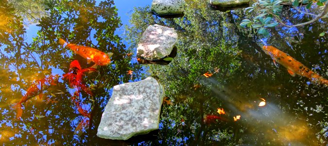 Koi pond - Isamu Taniguchi Japanese Garden - Zilker Botanical Garden - Austin, Texas - DSC09059