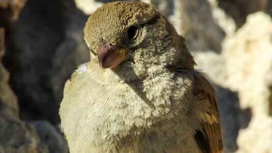 Animal wildlife cute