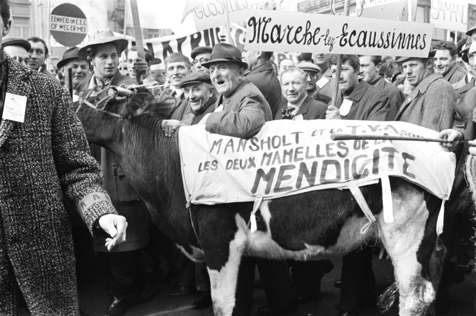 Koe te midden van de demonstrerende boeren, Bestanddeelnr 924-3866