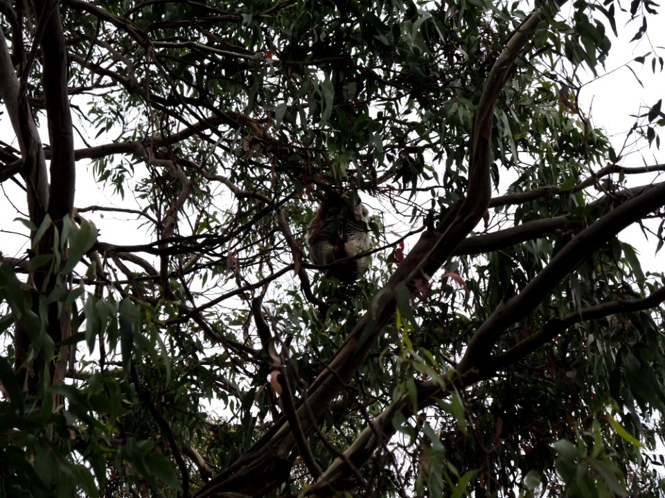 Koala Conservation Centre (7 January 2020) 08