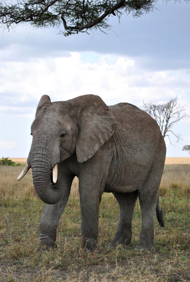 Safari serengeti elephant