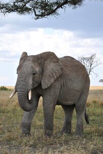 Safari serengeti elephant