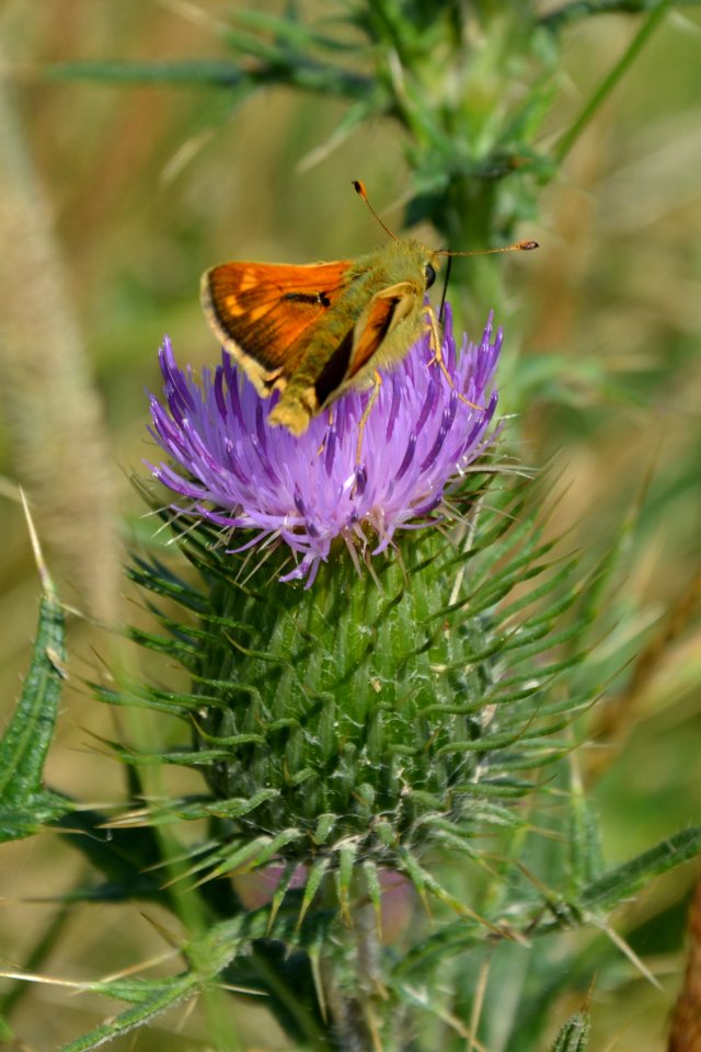 Komma-Dickkopffalter Hesperia comma auf Distel