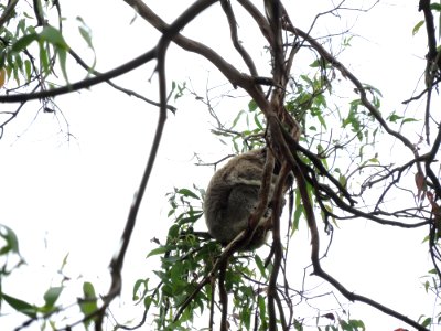 Koala Conservation Centre (7 January 2020) 11