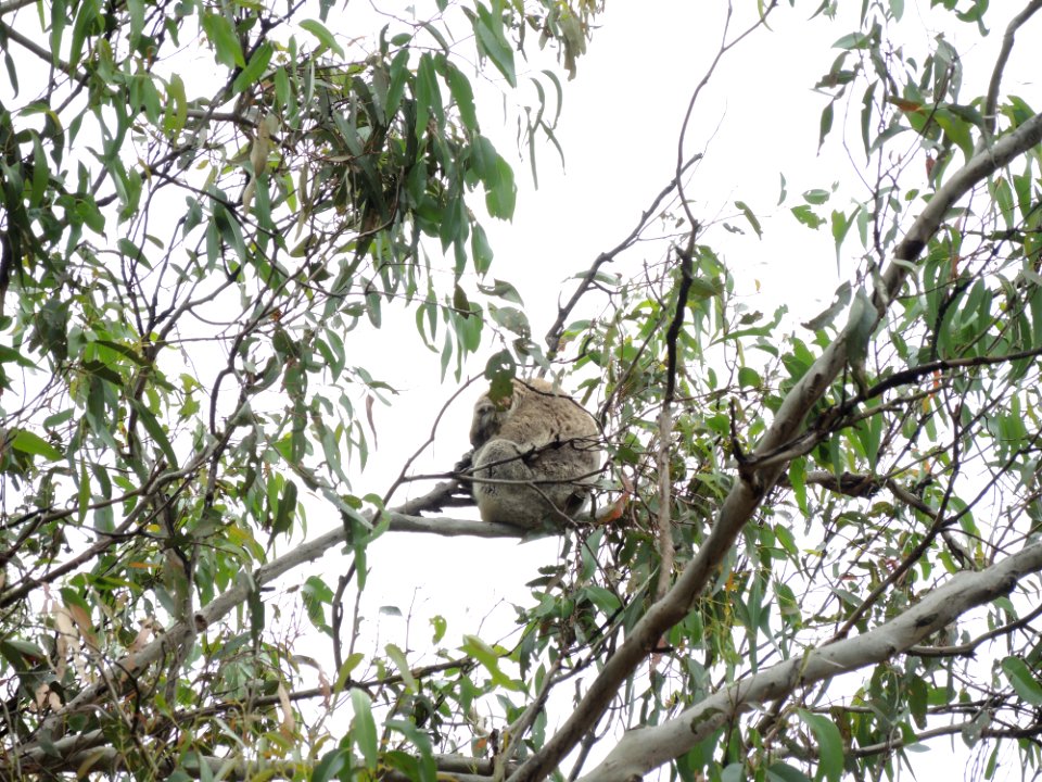 Koala Conservation Centre (7 January 2020) 14