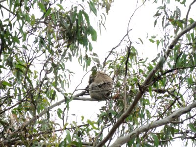 Koala Conservation Centre (7 January 2020) 14