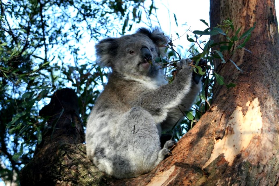 Koala Phascolarctos cinereus