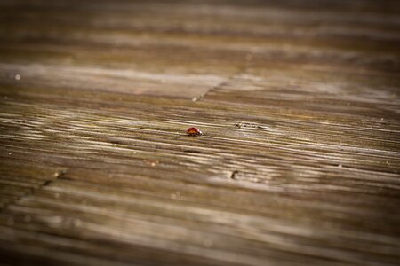 Lonely infinite increase insect